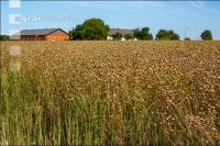 Flaxseed harvesting 11