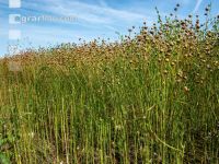 Flaxseed harvesting 10