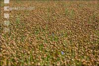 Flaxseed harvesting 9