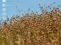 Flaxseed harvesting 8
