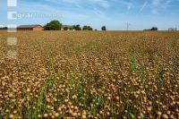 Flaxseed harvesting 7