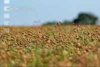 Flaxseed harvesting 6
