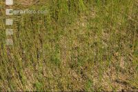 Flaxseed harvesting 24
