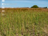 Flaxseed harvesting 23