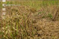 Flaxseed harvesting 22