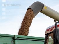 Flaxseed harvesting 21
