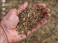 Flaxseed harvesting 19