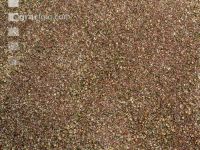 Flaxseed harvesting 17
