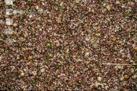 Flaxseed harvesting 16