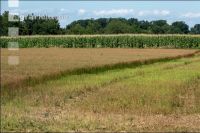 Flaxseed harvesting 15