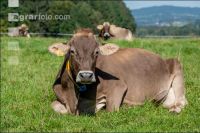 Braunvieh Septemberweide 12