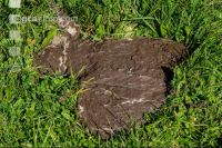 European brown September 4