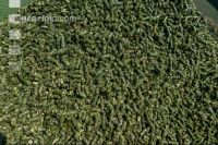 Luzernepellets 1
