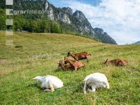 Ziegen auf der Alm 10