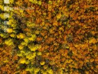 Mischwälder im Oktober 10