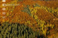Mischwälder im Oktober 2