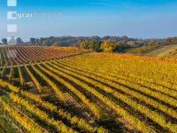 Vineyards in October 5