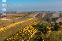Vineyards in October 4