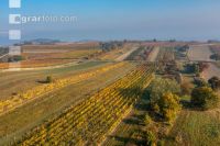 Vineyards in October 3