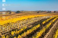 Vineyards in October 2