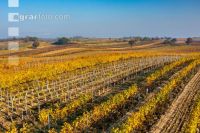 Vineyards in October 1