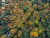 Mischwälder im Oktober 14