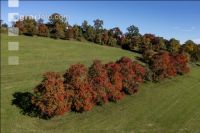 Fruit trees autumn colour 7