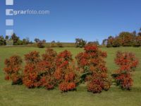 Fruit trees autumn colour 6