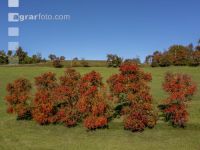 Obstbäume Herbstfarben 6