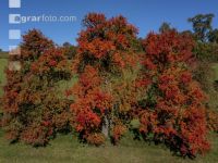 Obstbäume Herbstfarben 5