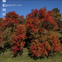 Obstbäume Herbstfarben 4