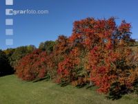 Fruit trees autumn colour 3