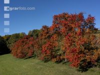 Obstbäume Herbstfarben 3