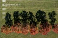 Fruit trees autumn colour 2