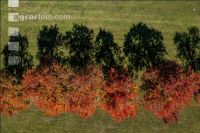 Fruit trees autumn colour 1