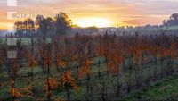 Vineyard in late autumn