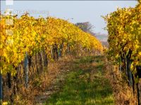 Weingärten im Oktober 16