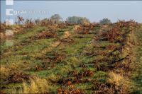 Vineyards in October 15