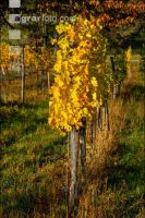 Vineyards in October 14