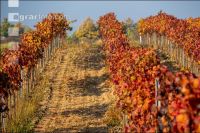 Vineyards in October 13