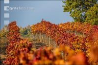 Weingärten im Oktober 12