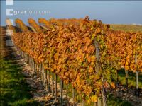 Weingärten im Oktober 8