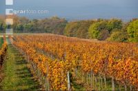 Vineyards in October 7