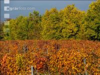 Vineyards in October 6