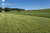 Dauerwiese im Oktober 