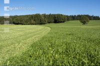 Dauerwiese im Oktober 19