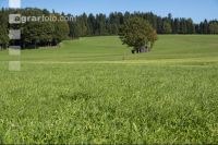 Dauerwiese im Oktober 