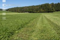 Permanent meadow October 16