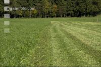 Permanent meadow October 14