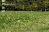 Permanent meadow October 13